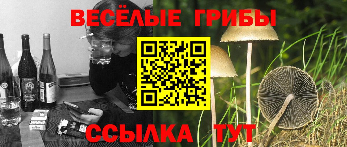 Галлюциногенные грибы Cubensis Камышин